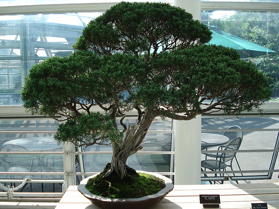 Cây bonsai tùng dáng cổ thụ trong chậu men