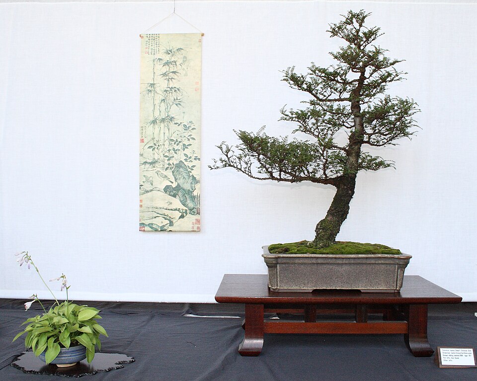 Bonsai mai chiếu thuỷ lá trung