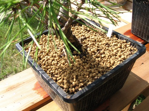 Đất trộn sẵn cho bonsai lá rộng