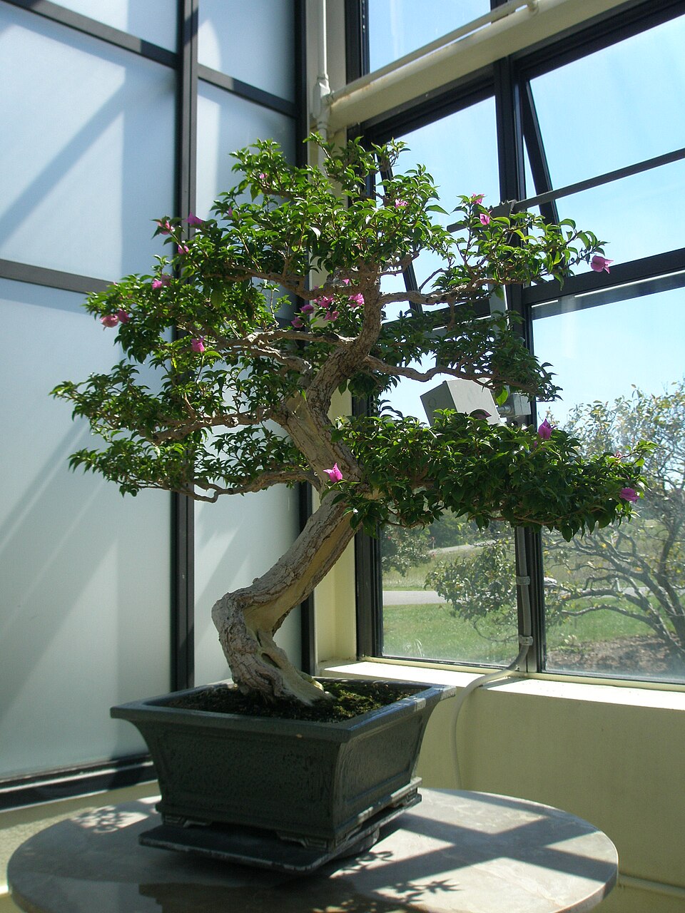 Bonsai hoa giấy nhiều màu