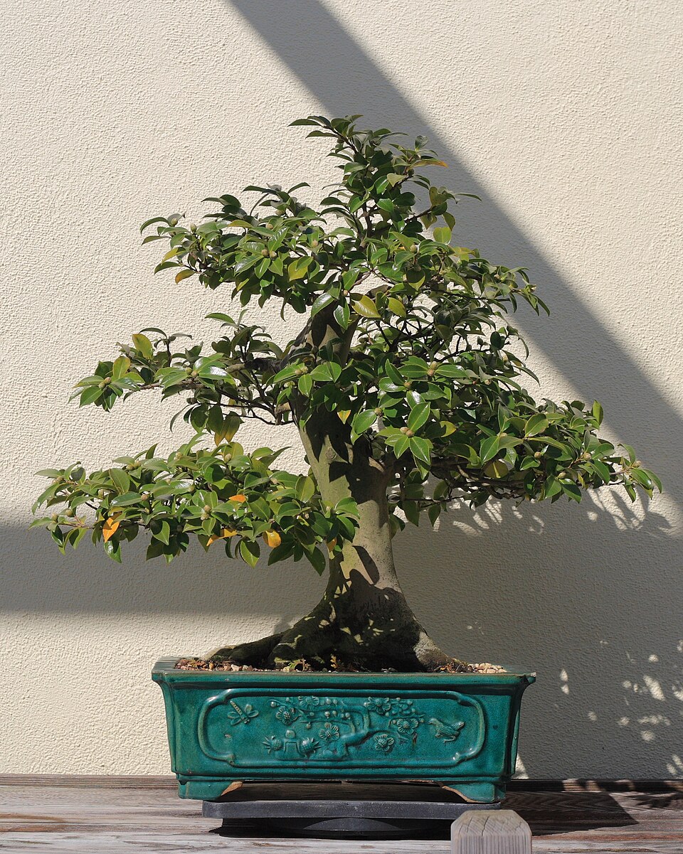 Bonsai linh sam hoa tím