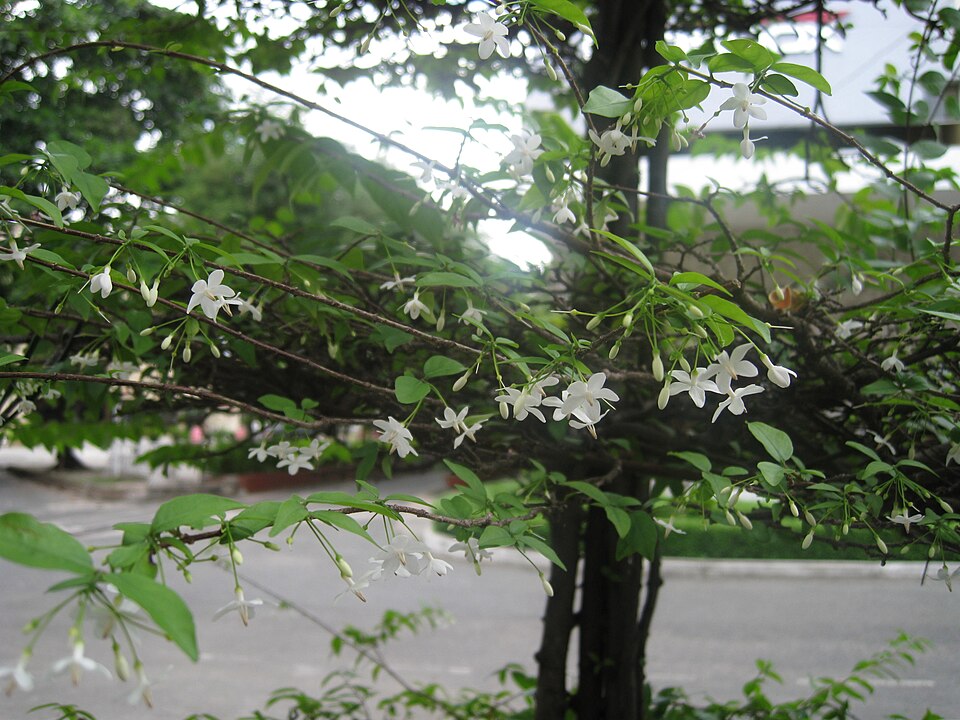 Mai chiếu thuỷ