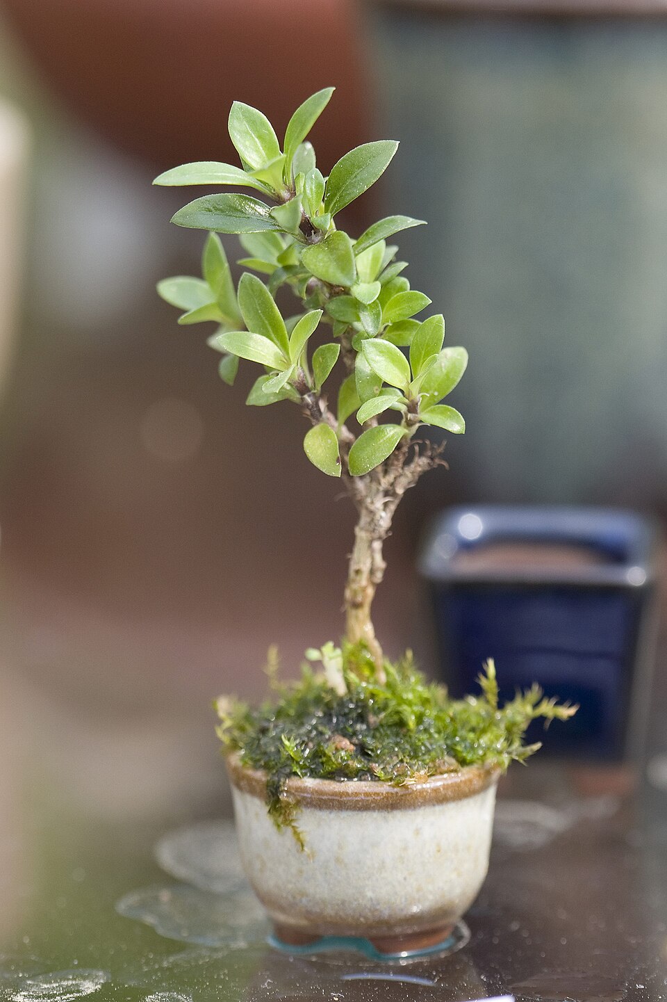 Bonsai mini để bàn