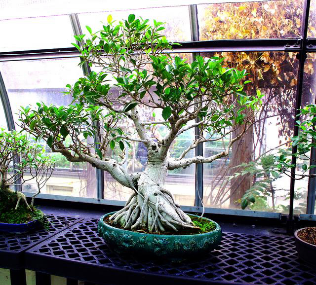 Bonsai cây sanh rễ buông