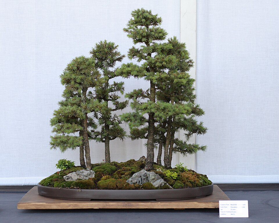Khay dẹt trồng rừng bonsai