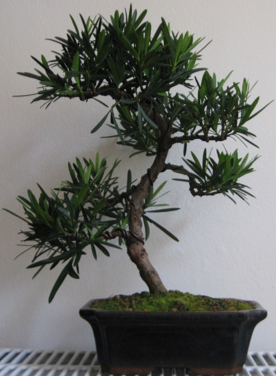 Bonsai tùng la hán tạo tầng