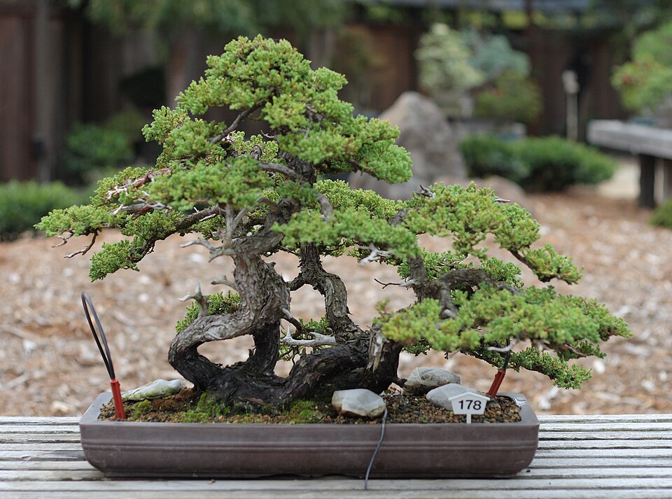 Vườn bonsai được chăm sóc